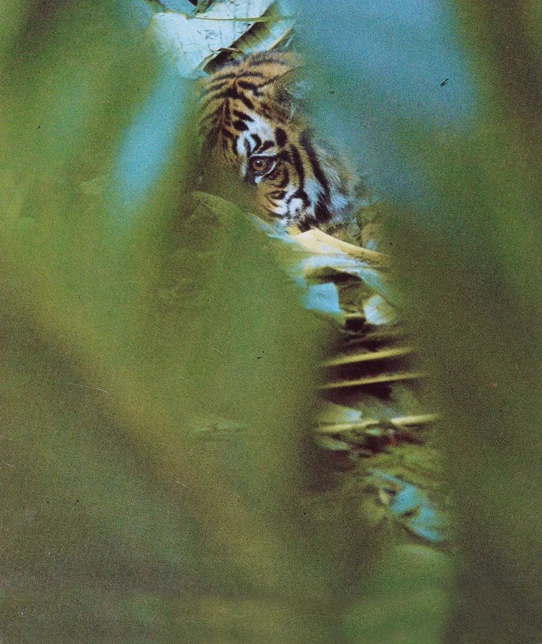 old photograph of Japanese man with back tattoo